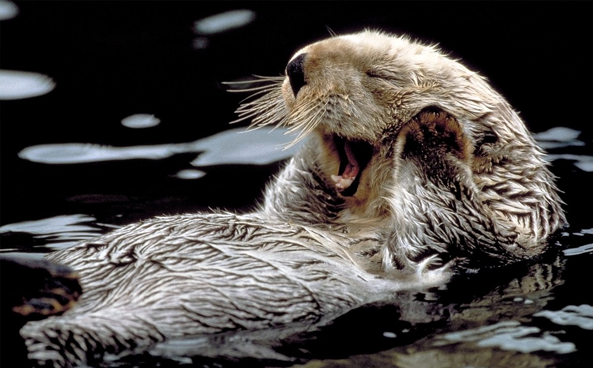 Бобер смешной мультяшный