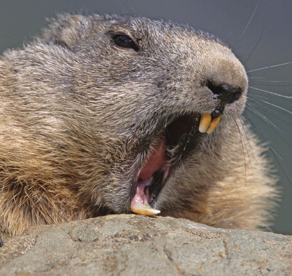 Грустный Бобр