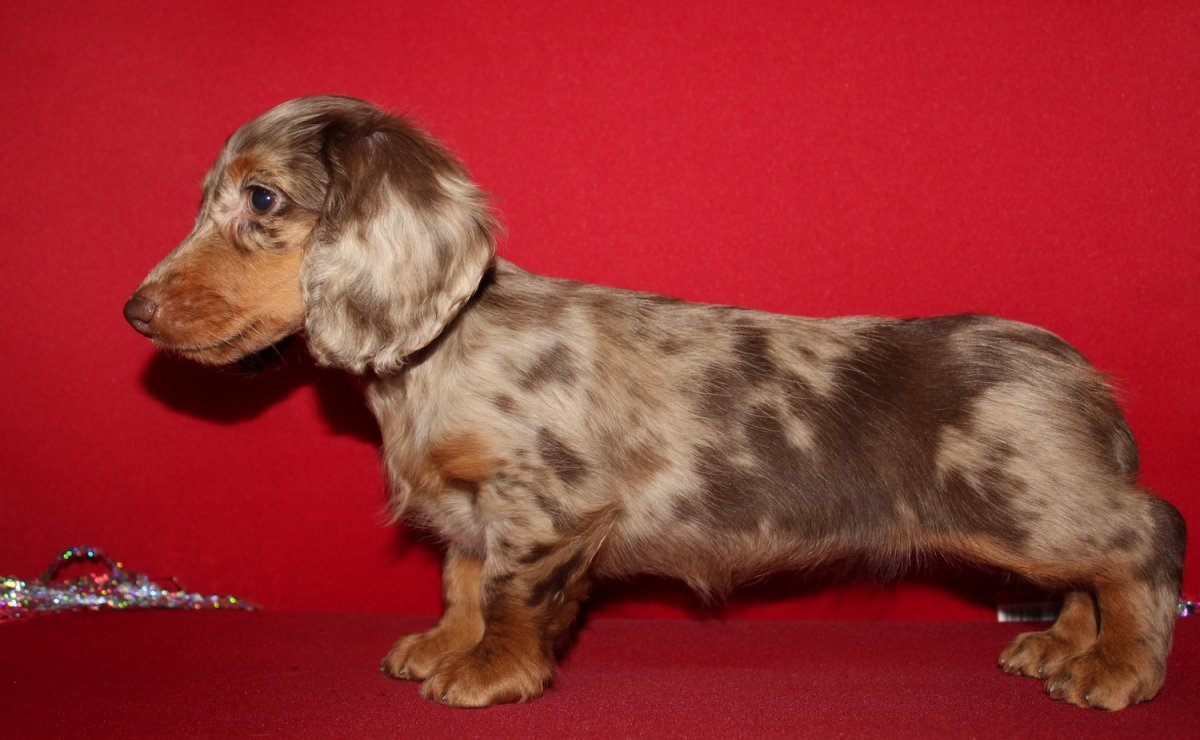 Кроличья такса длинношерстная мраморная