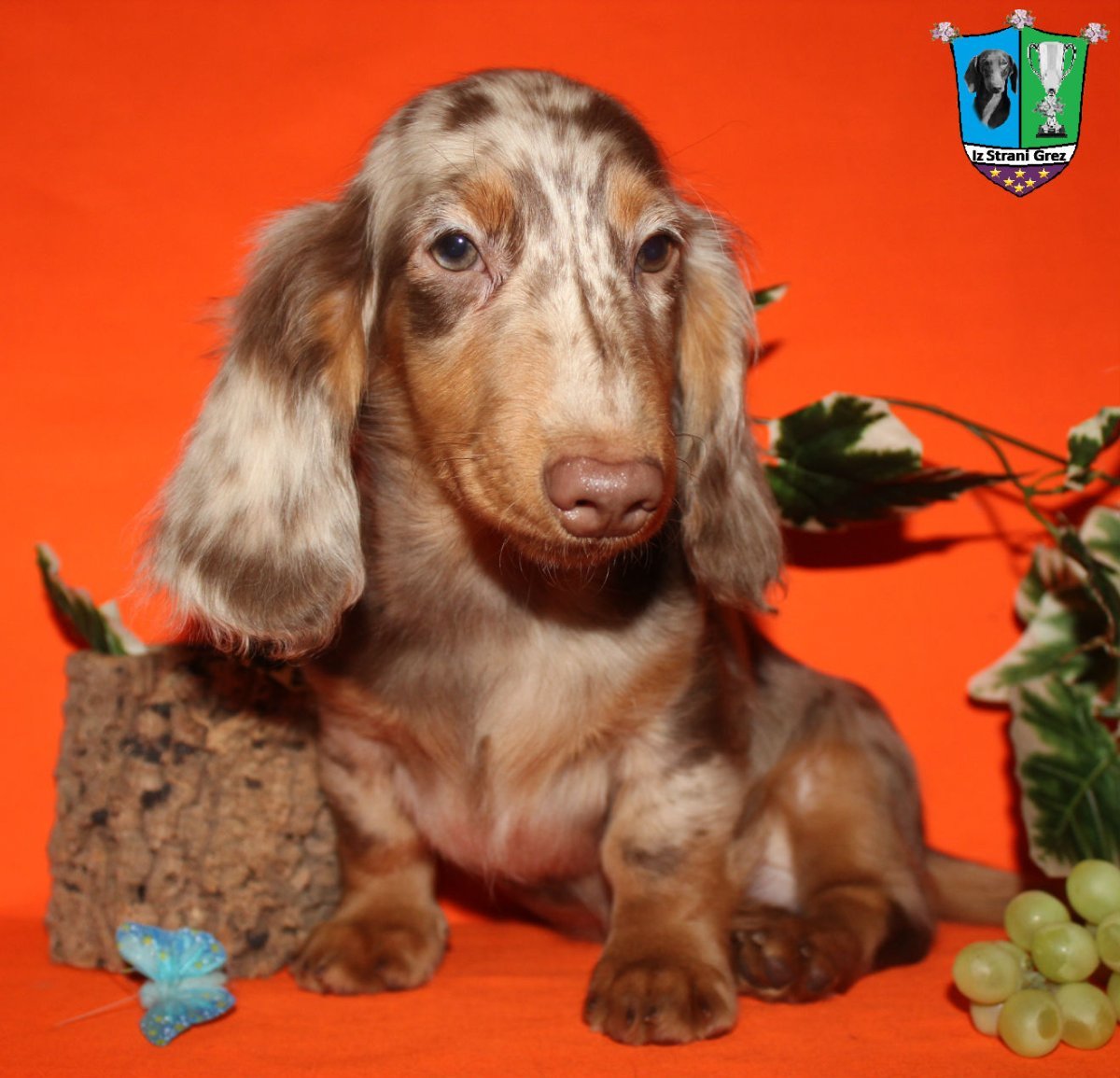 Длинношерстная такса мраморного окраса