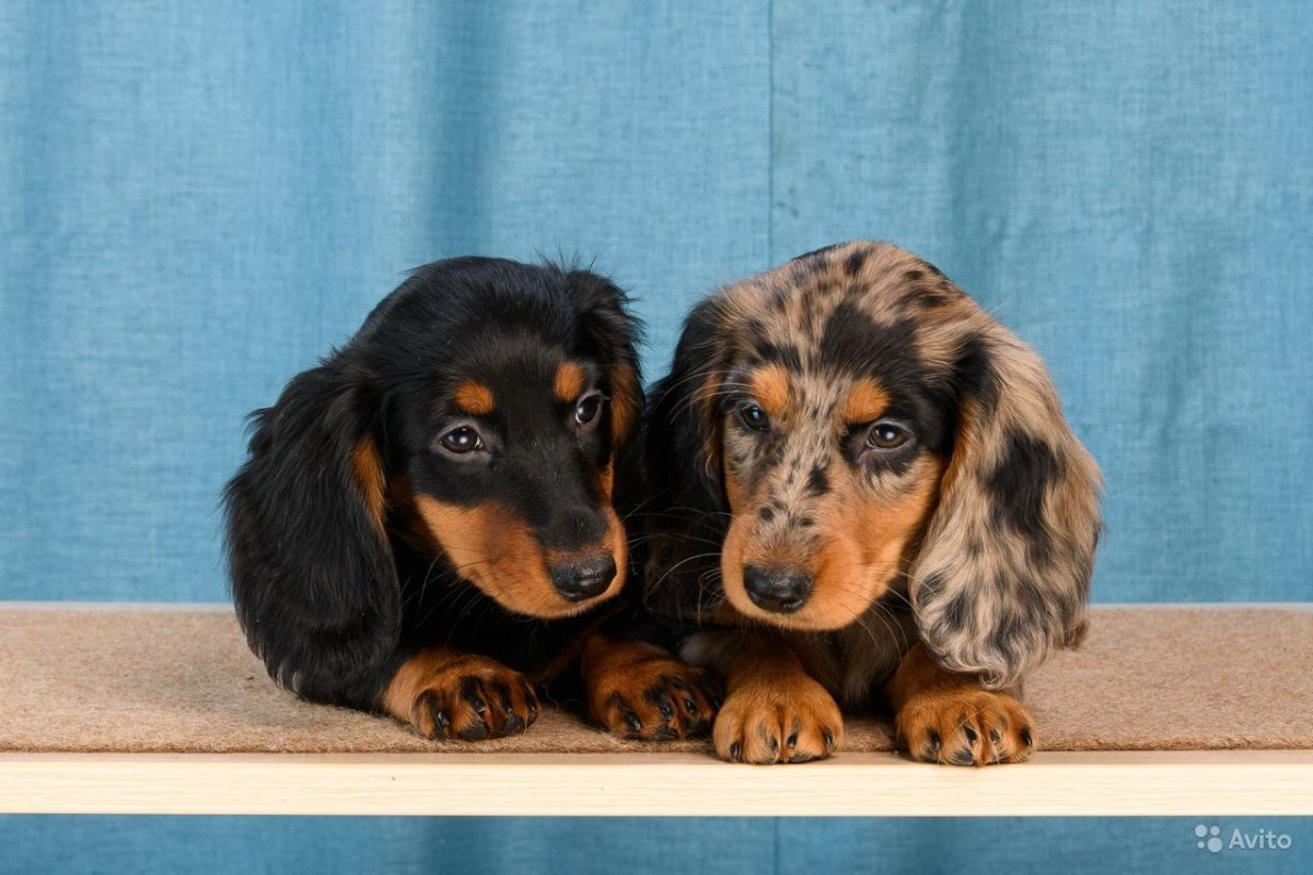 Кроличья такса длинношерстная