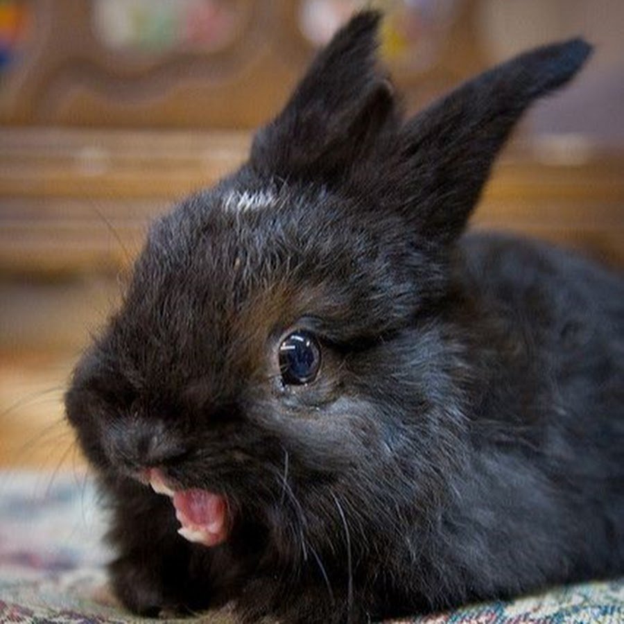 Черный злой кролик