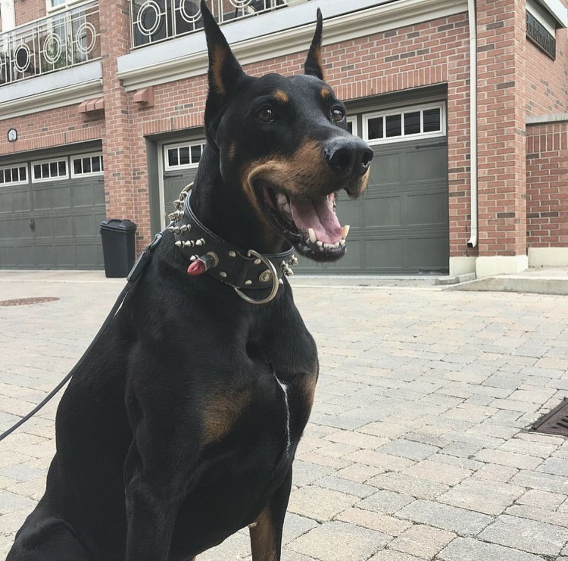 Доберман-пинчер Эстетика