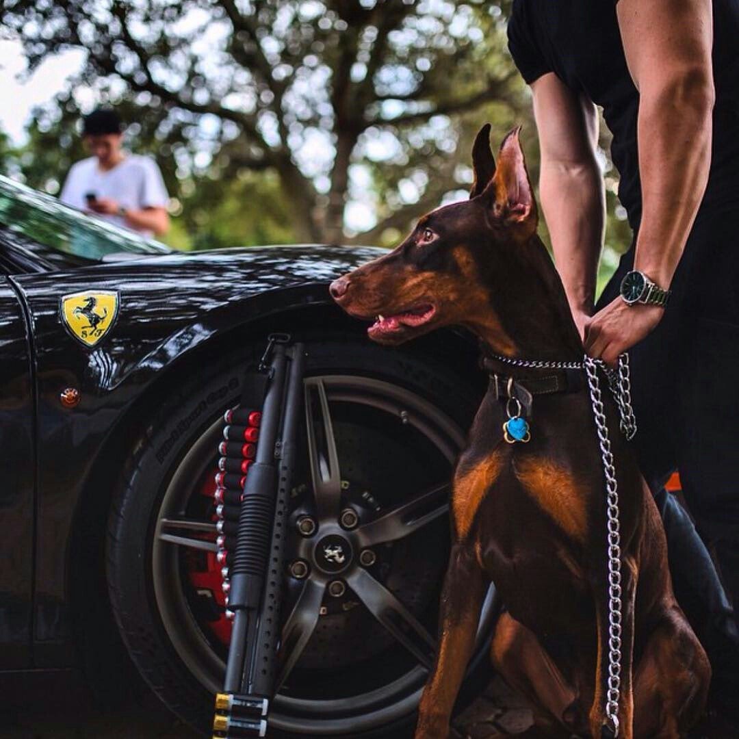 Доберман с пистолетом в зубах