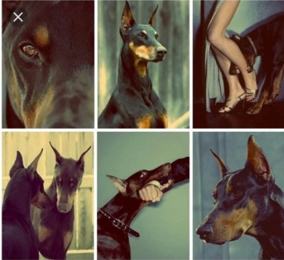 Эстетика доберманов коллаж