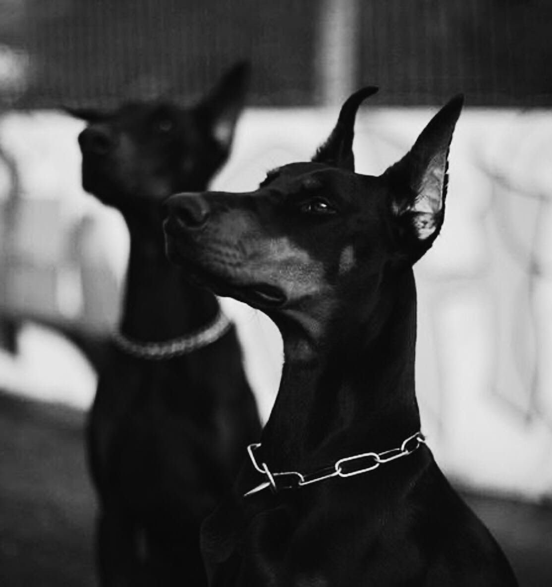 Доберман Black aesthetic