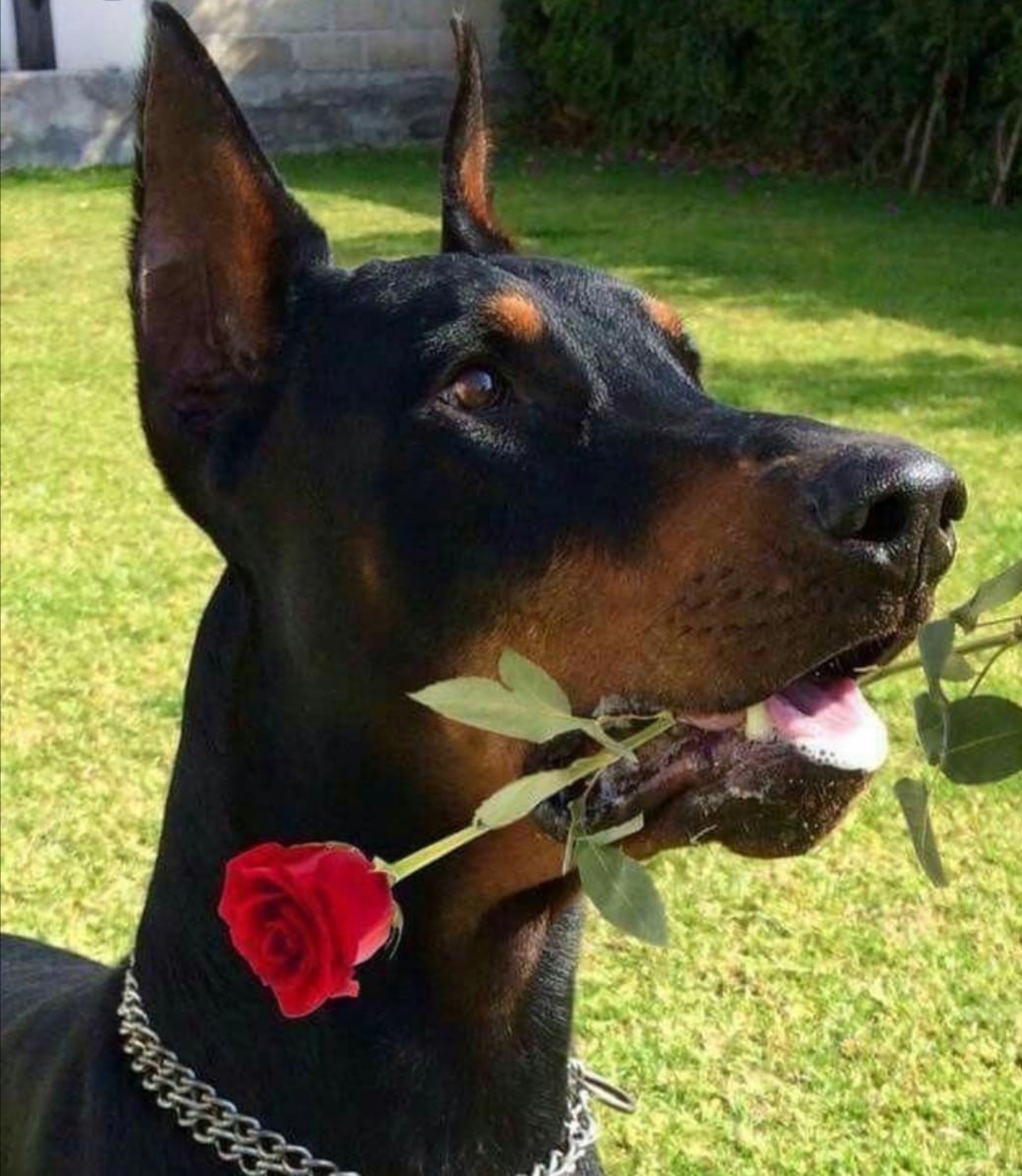 Доберман пинчер любовь