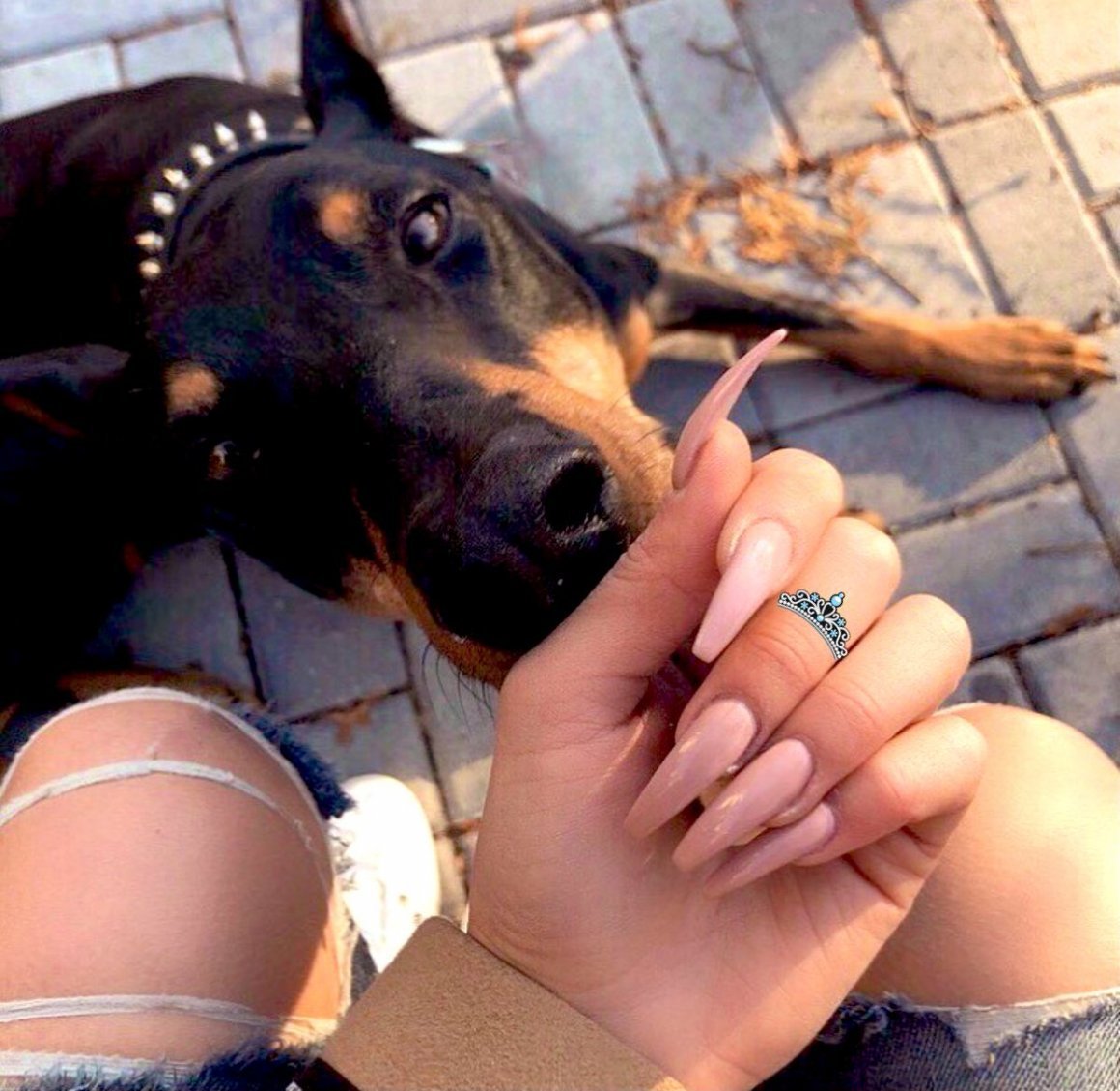 Ногти с доберманом