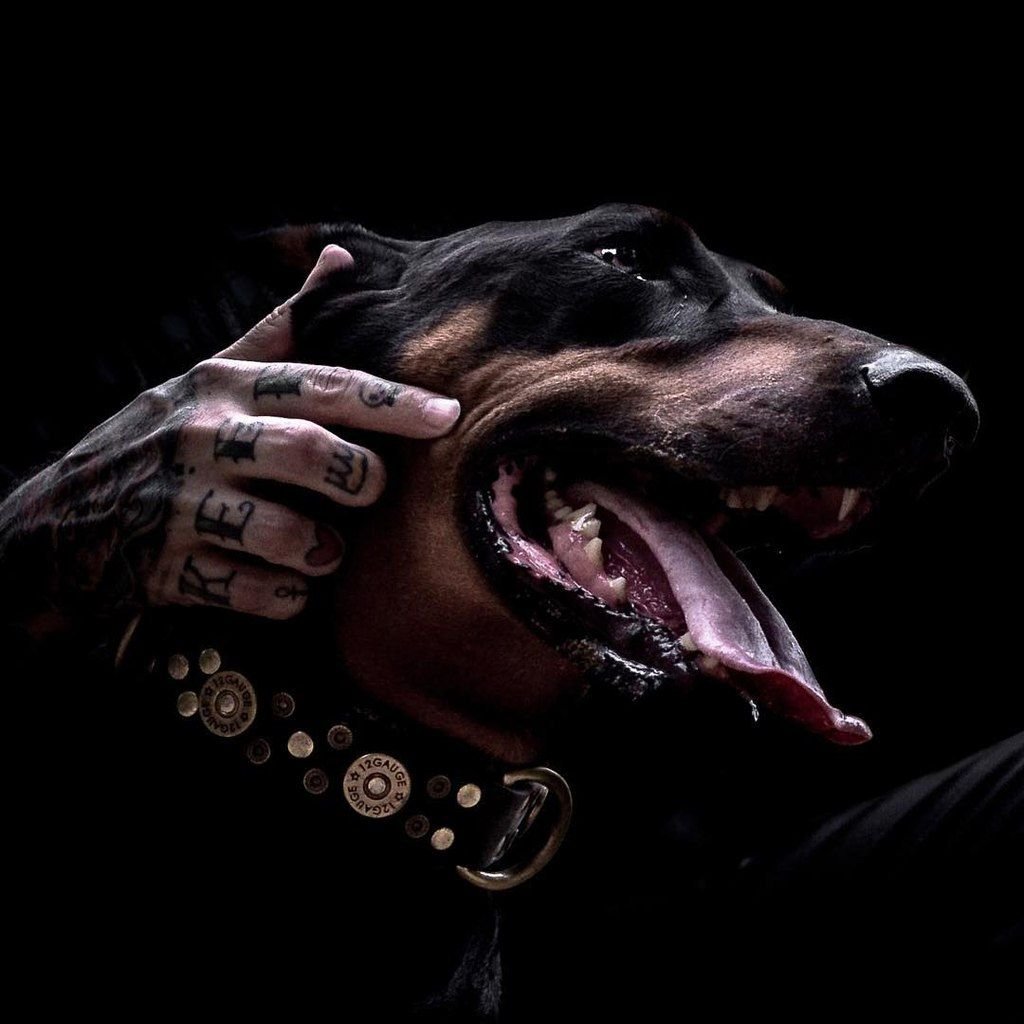 Оскаленный Доберман