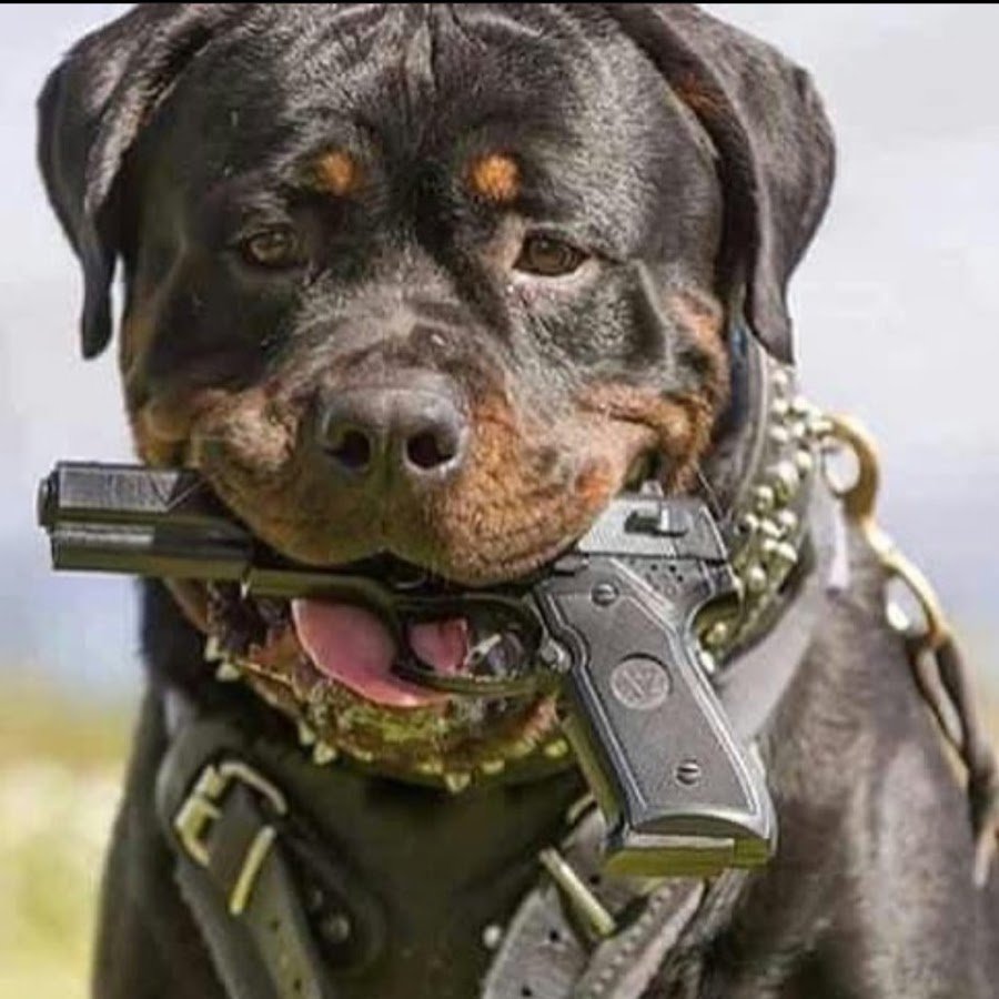 Ротвейлер боевой