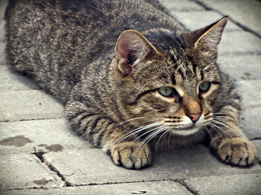 Шотландская Лесная кошка метис