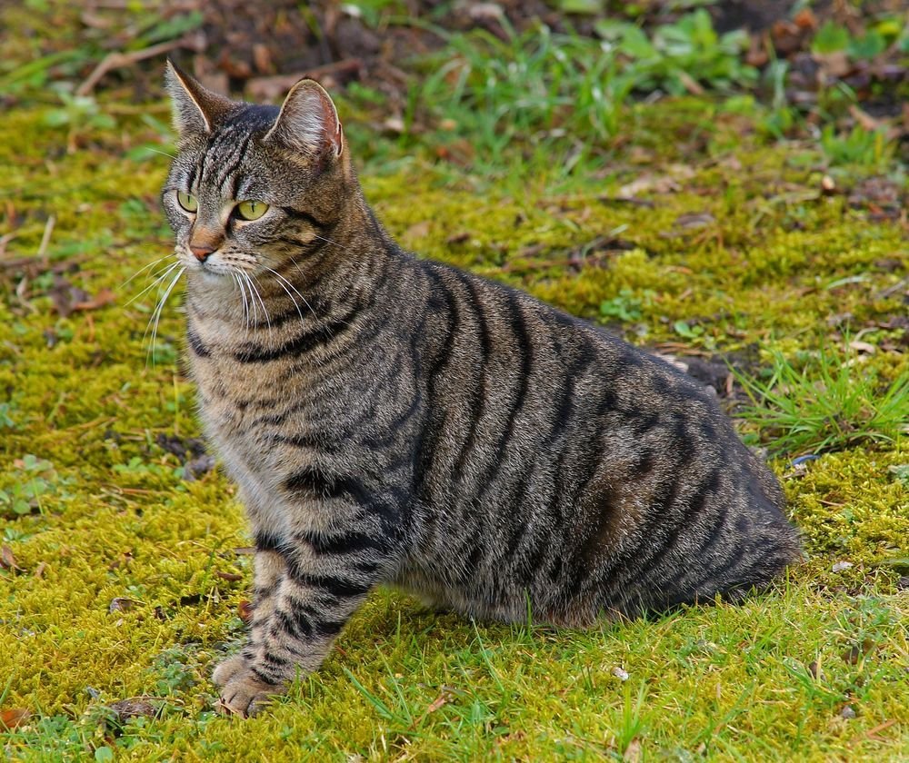 Барханный песчаный кот