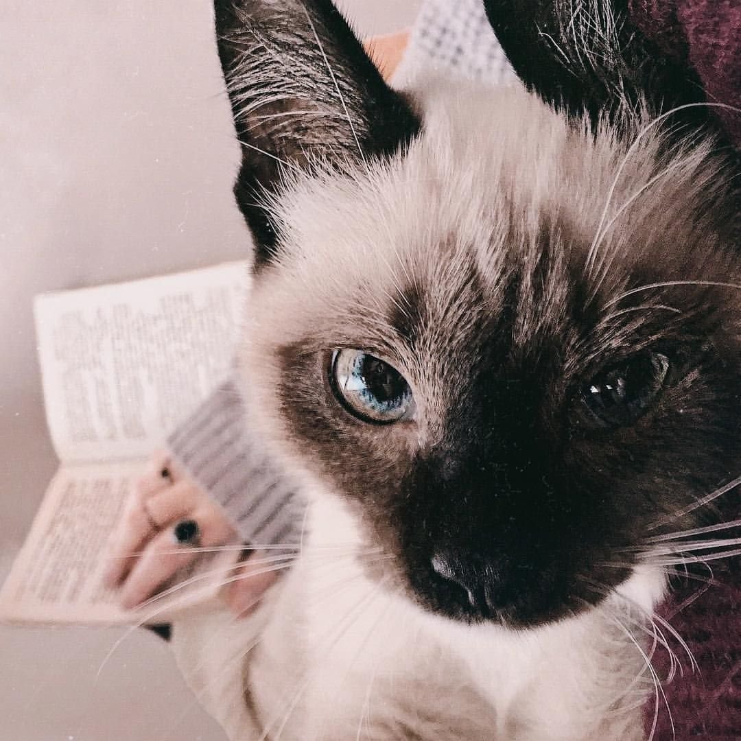 Известные коты инстаграма