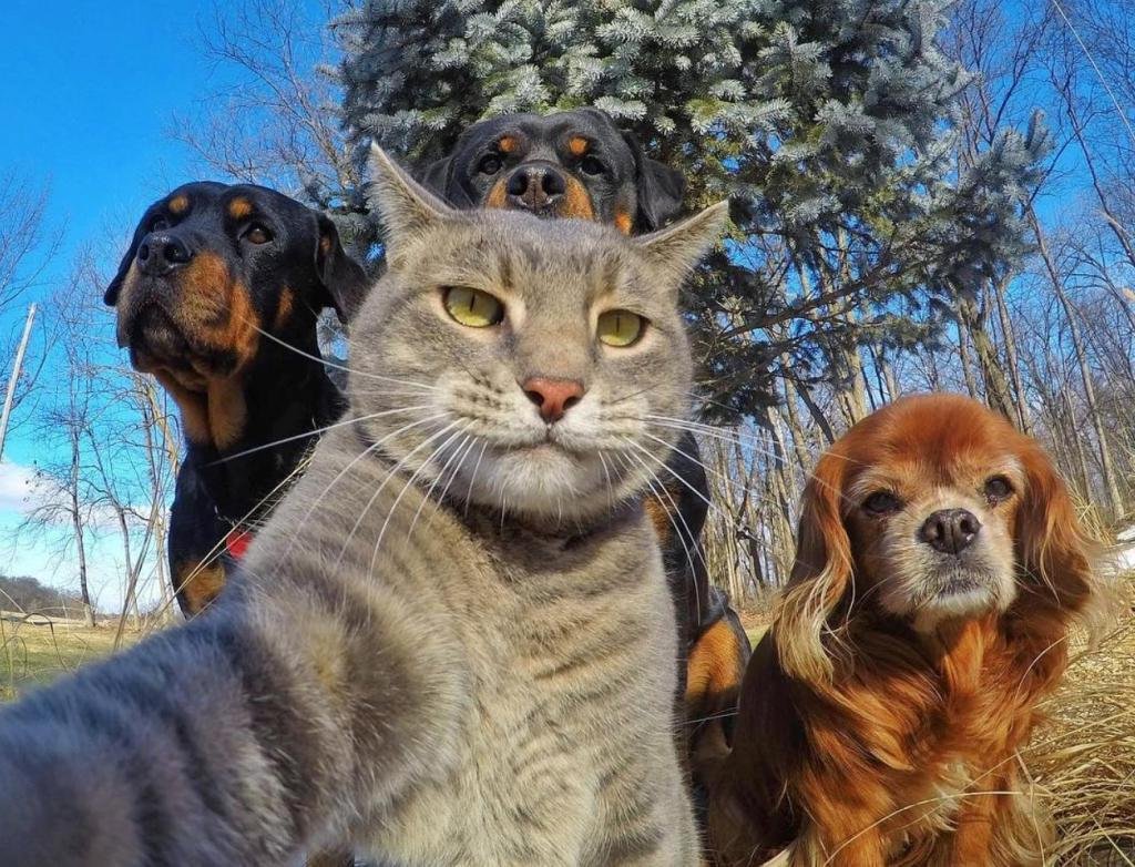 Табби макрель