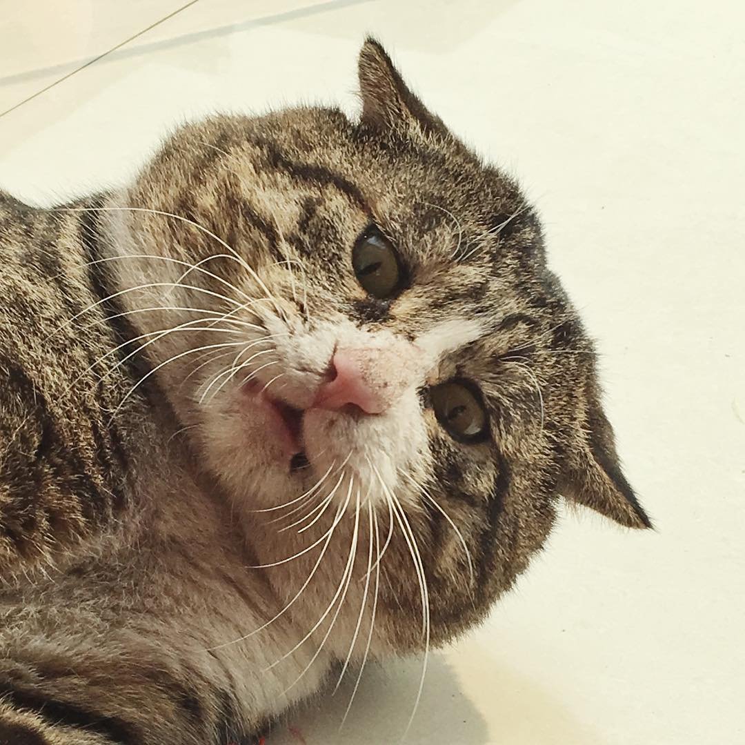 Канадская Рысь лапы