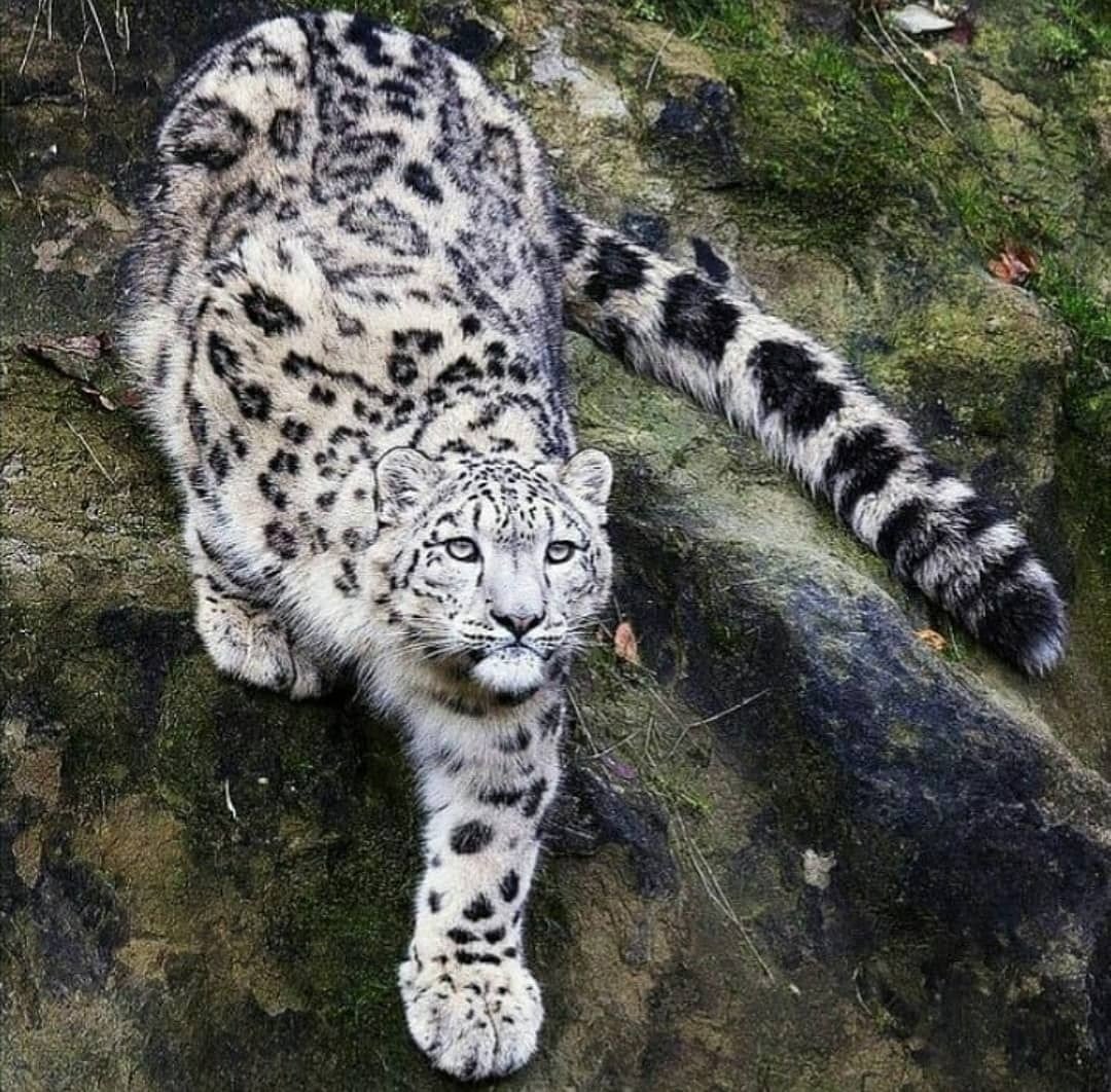 Табби макрель тигровый