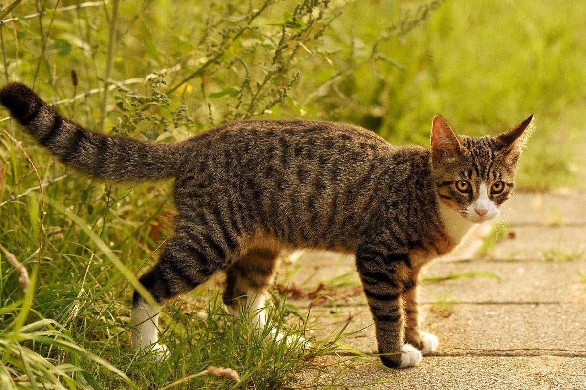 Кошки дворняжки