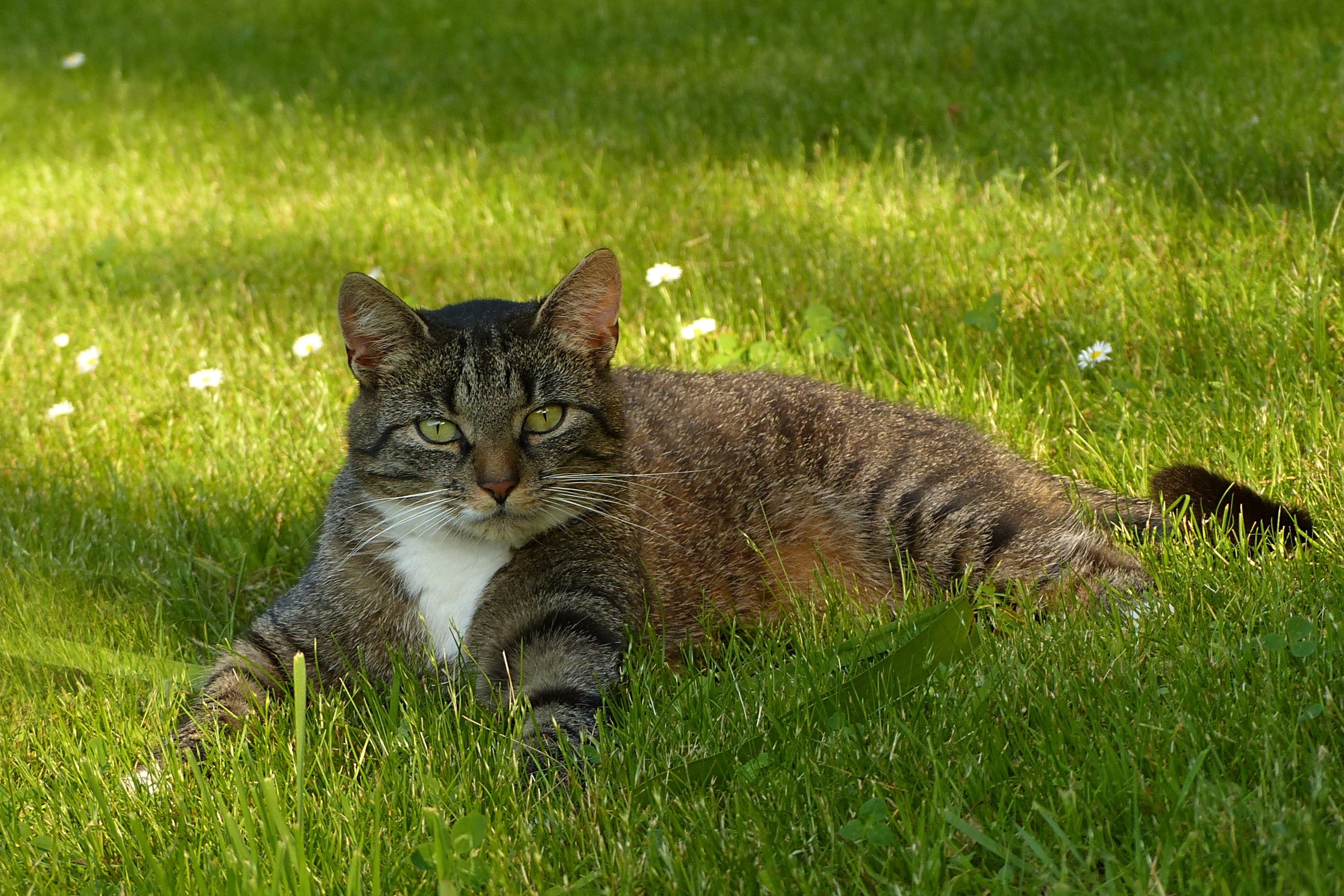 Среднерусская кошка - 72 фото