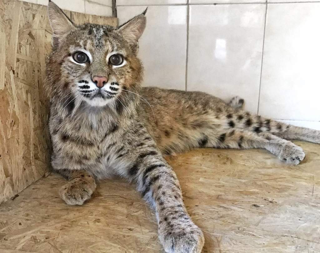 Камышовый кот (Болотная Рысь)