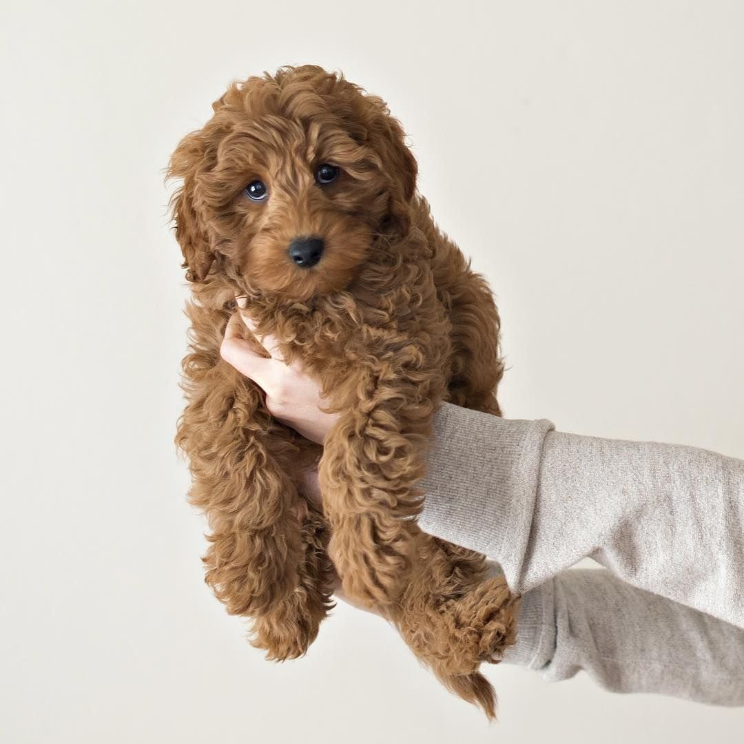 Собачка в снегу