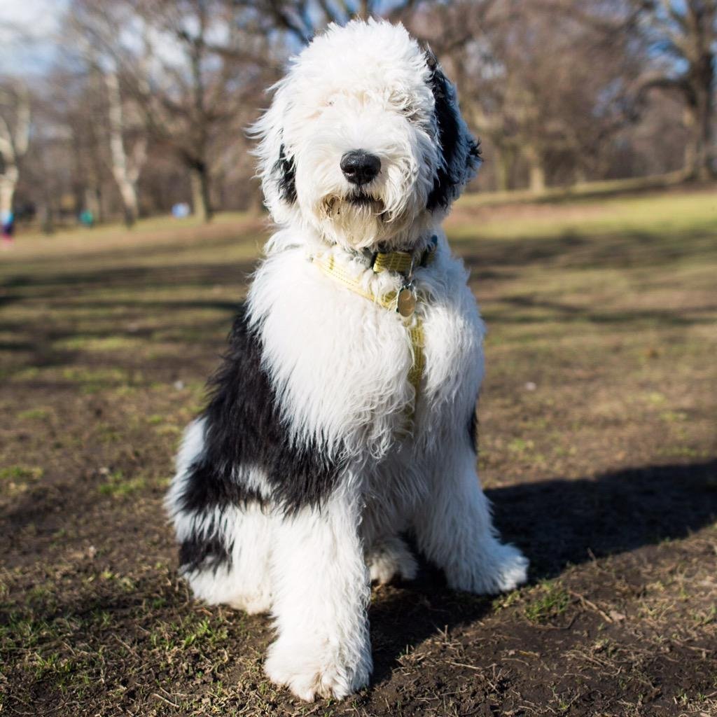 Sheepadoodle порода собак