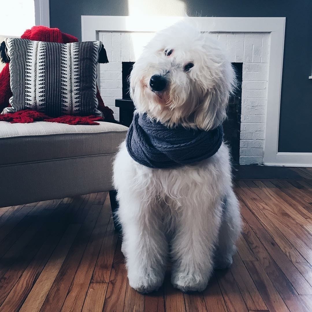 Шепадудль порода