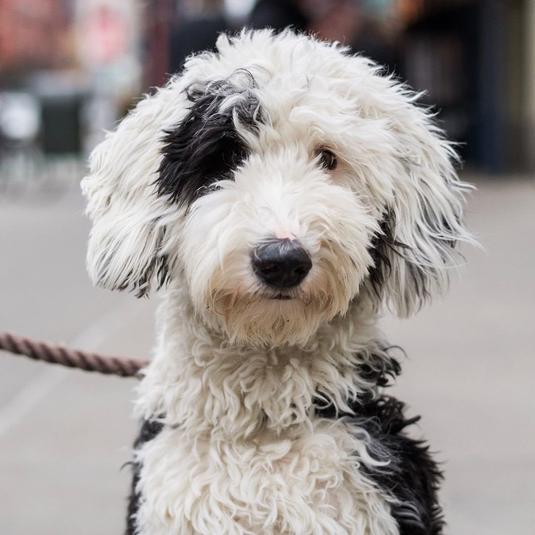 Sheepadoodle порода собак