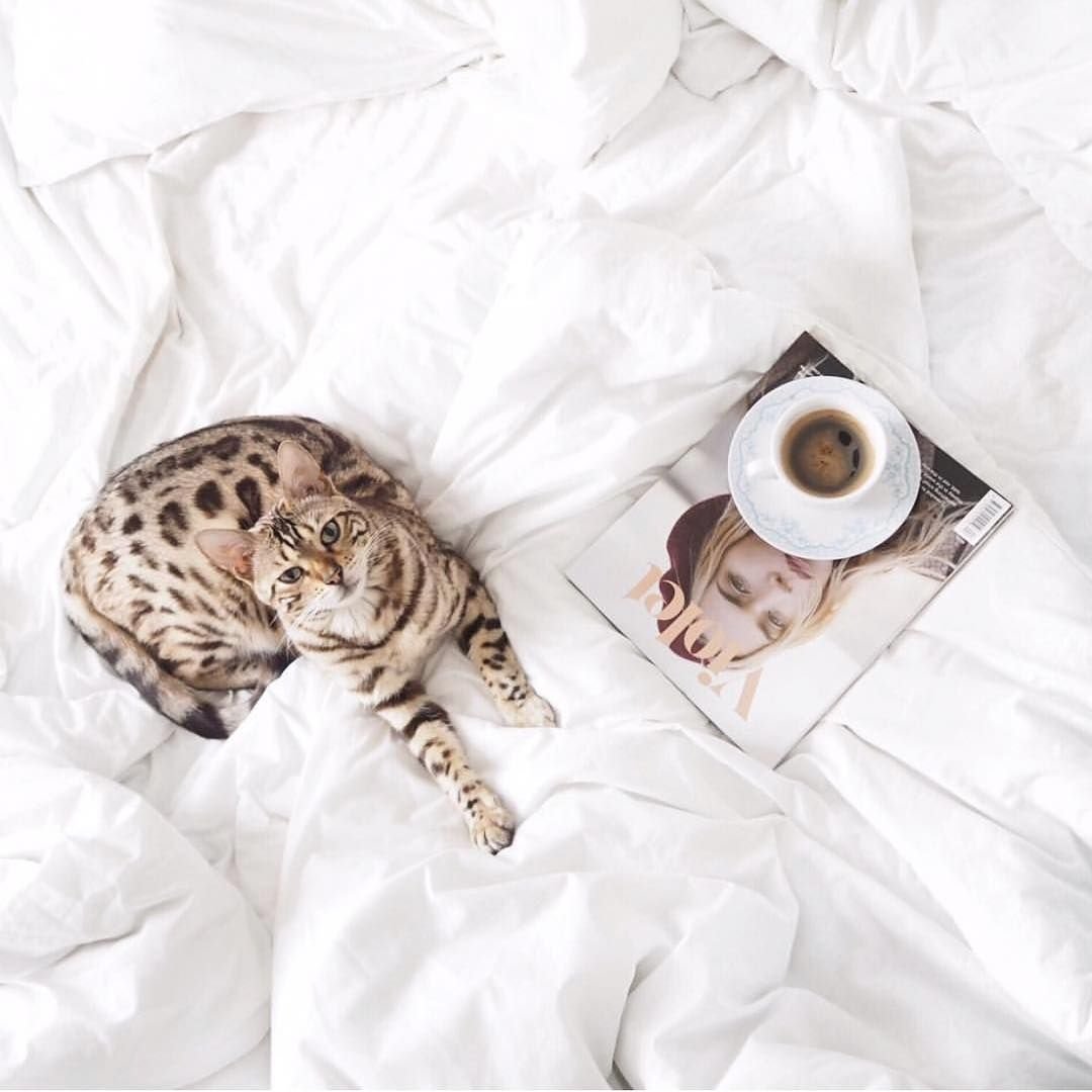 Серый табби беспородная