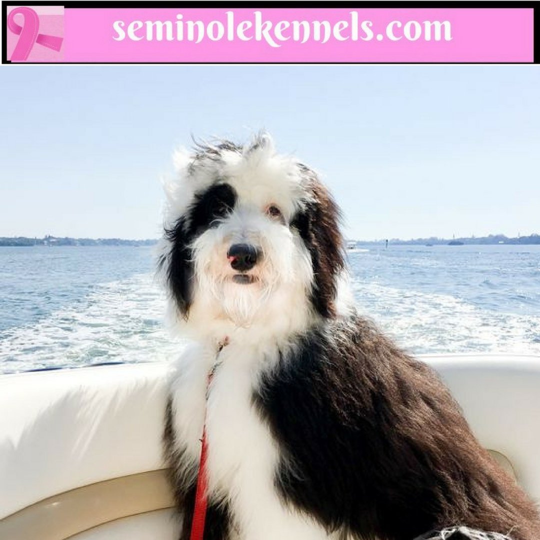 Щенок Шепадудль