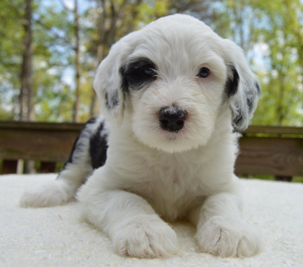 Щенок Sheepadoodle