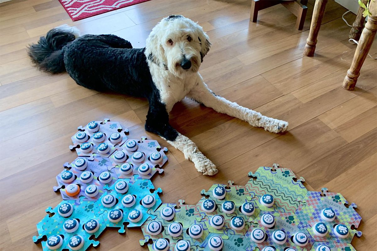 Собака в снежных комках