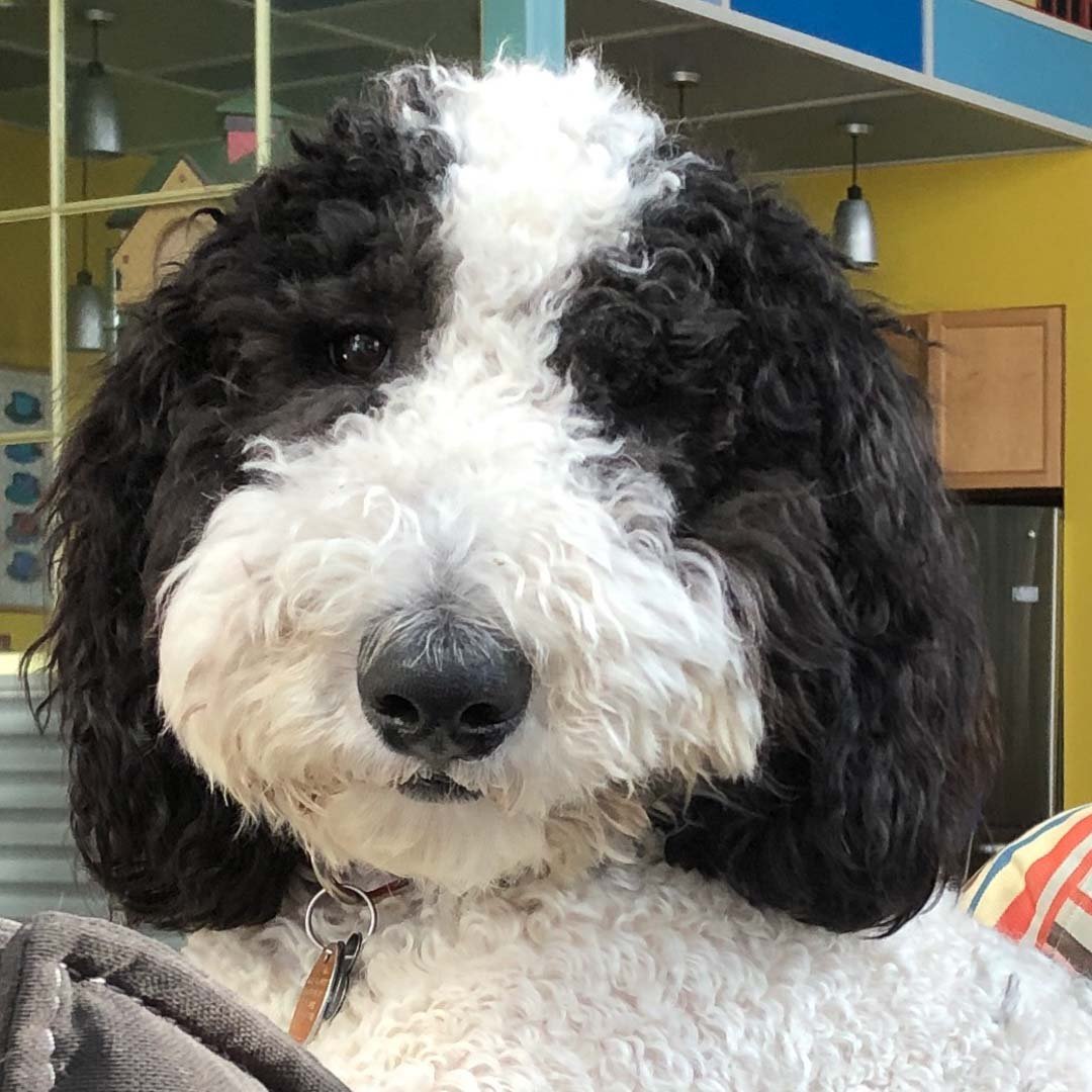 Шепадудль собака