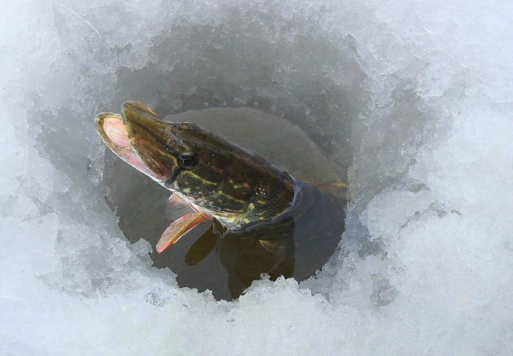 Щука войти. Рыба подо льдом. Рыбы зимой подо льдом. Щука. Рыба в проруби.