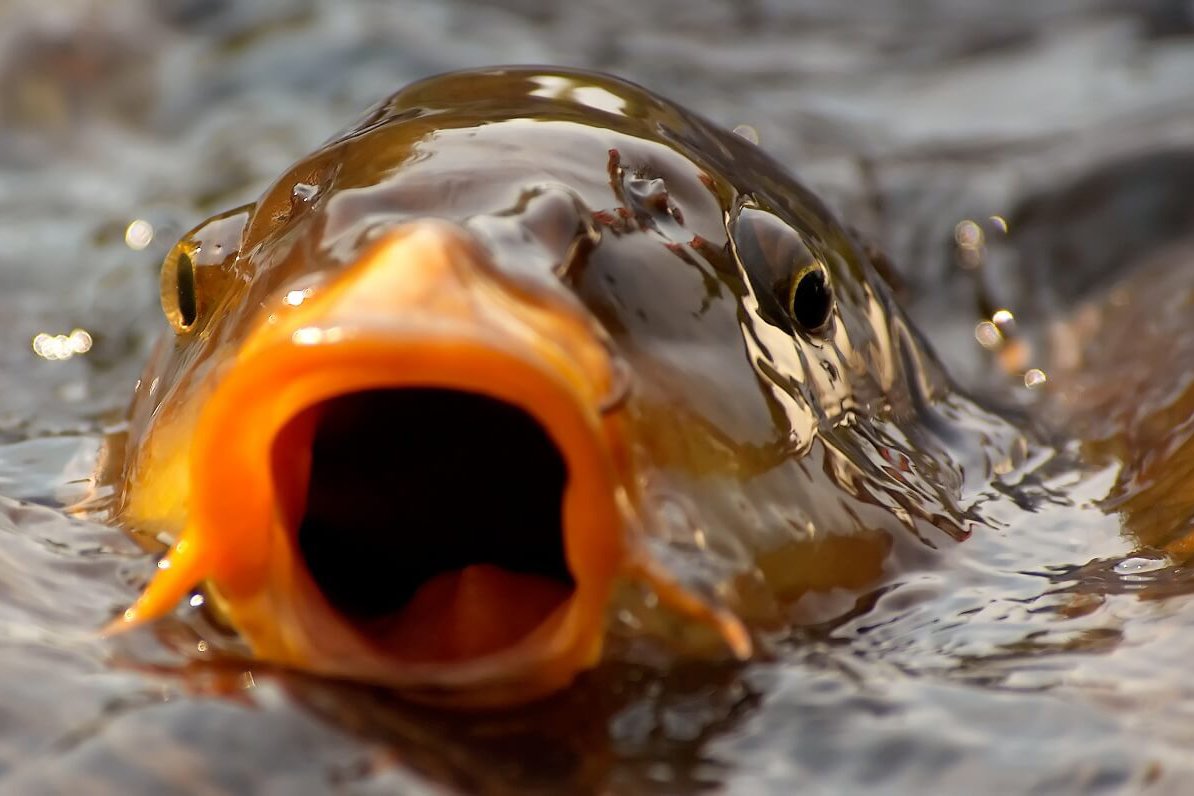 Рыба в шоке