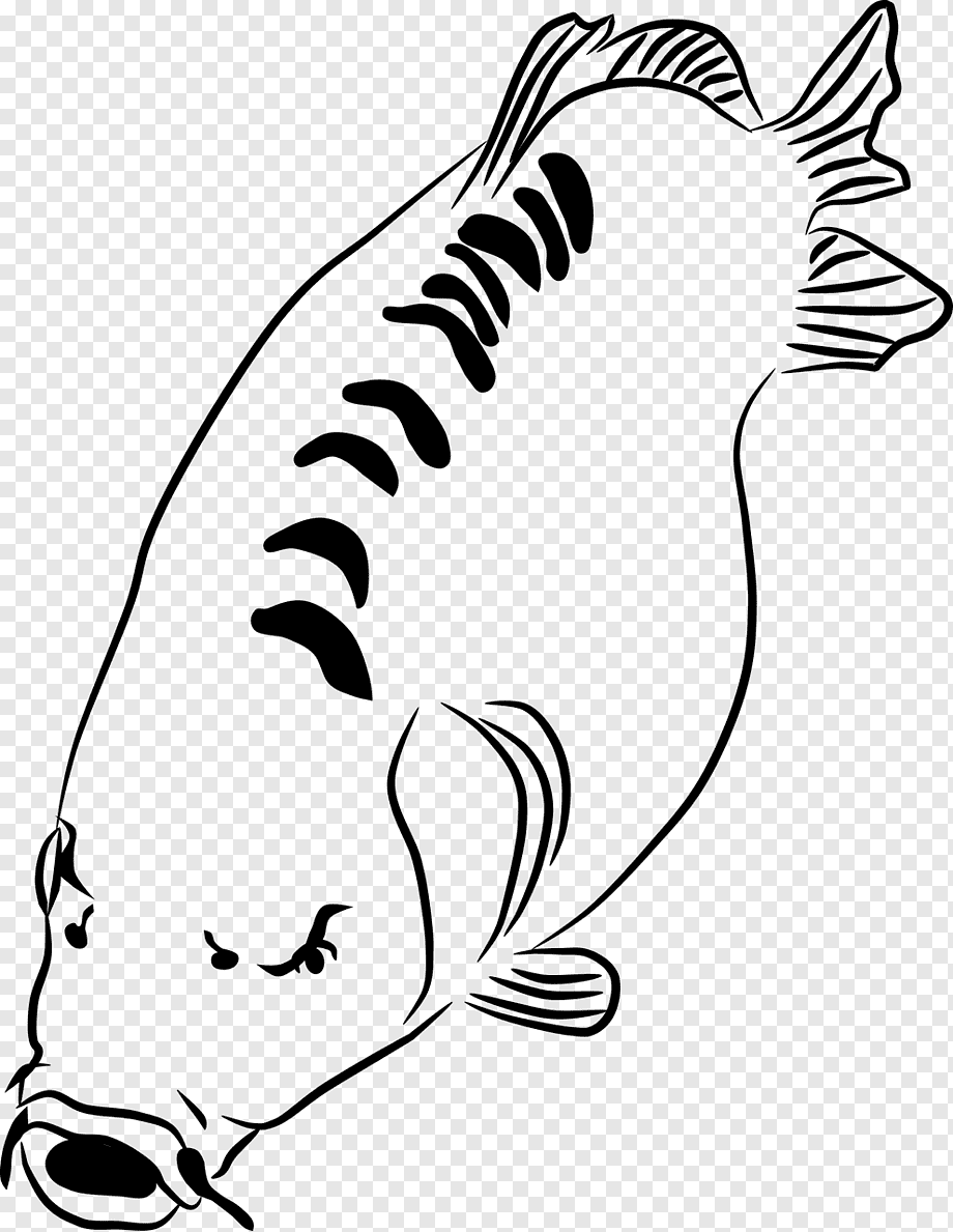 Раскраска рыба Карп