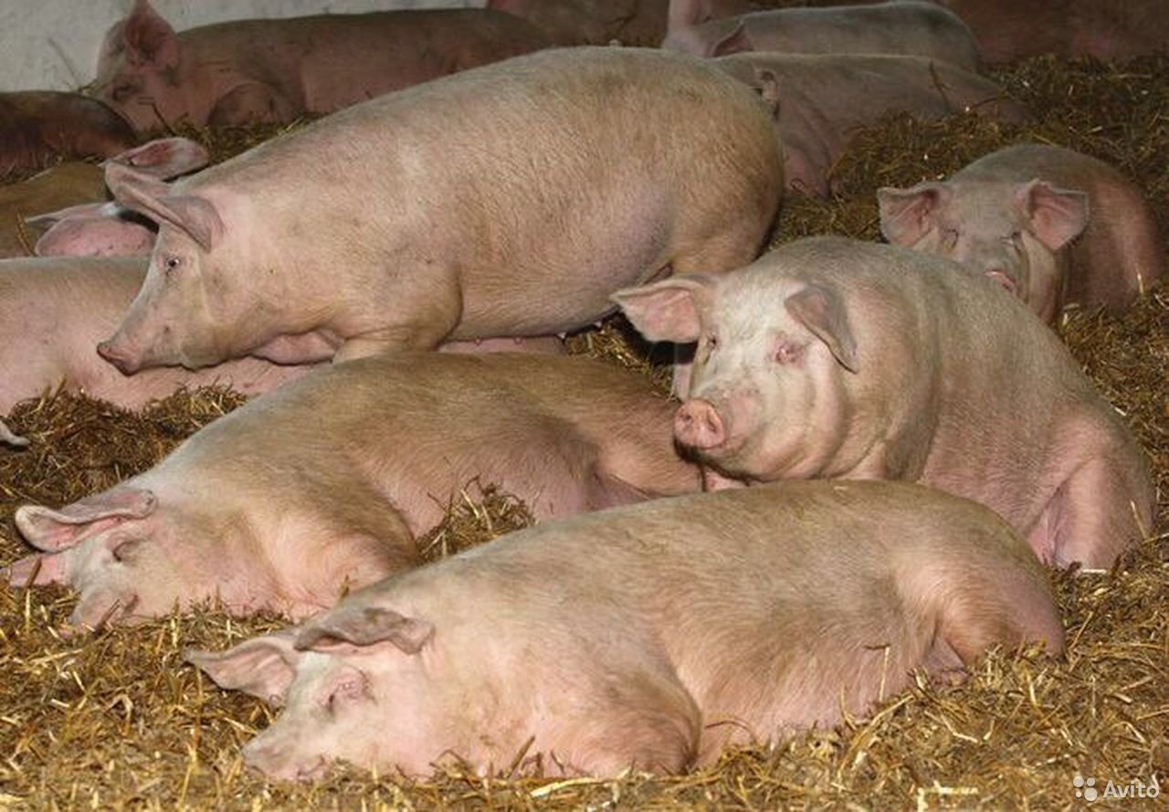 Свинья живым весом цена. Ландрас (порода свиней). Поросята ландрас. Эстонская беконная свинья. Поросята ландрас дюрок.