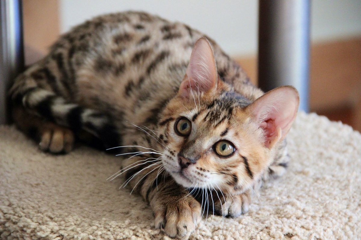 Бенгал метис