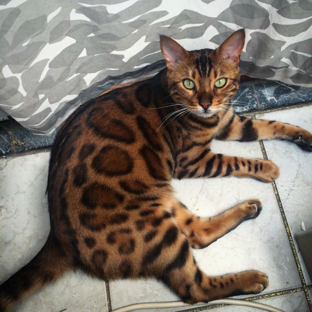 Метис бенгальской кошки