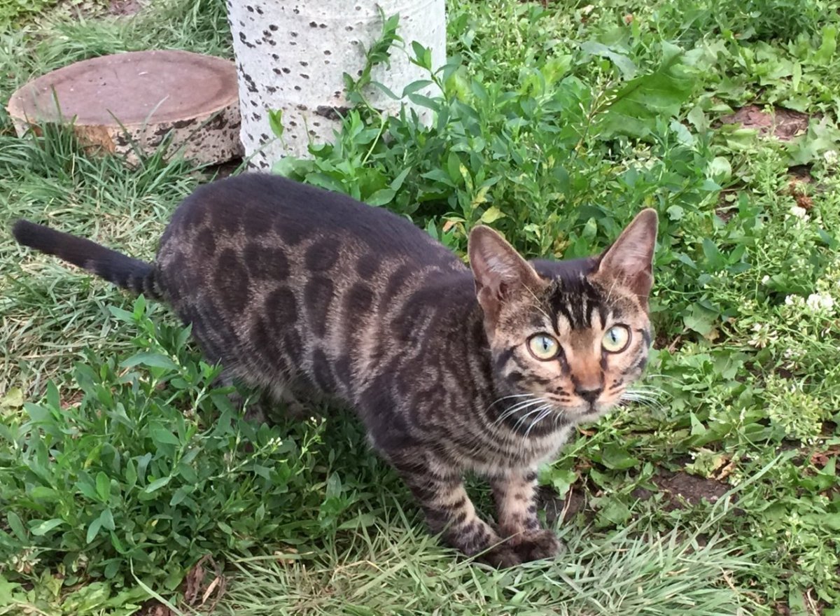 Бенгальская кошка смесь