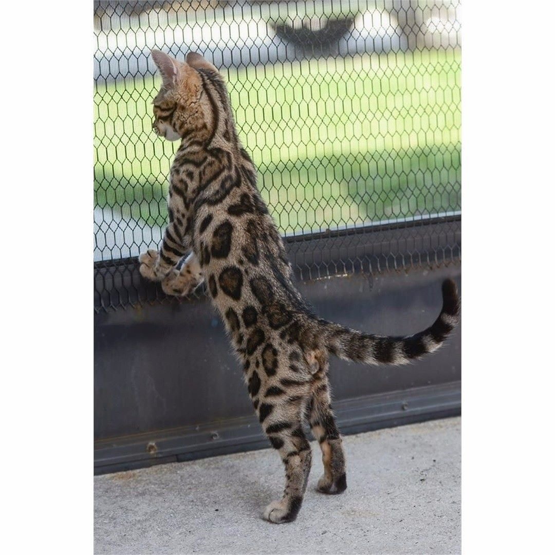 Бенгал метис