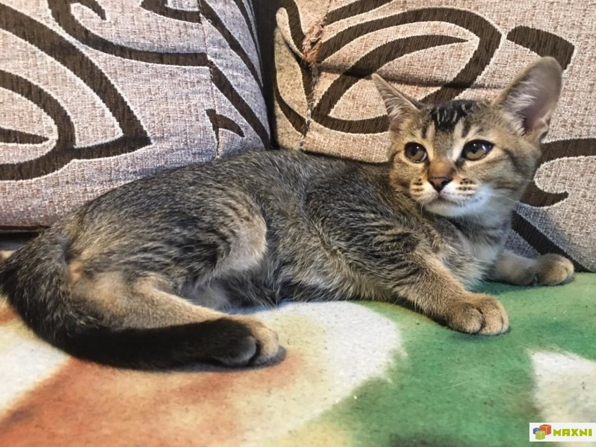 Бенгальские леопардики,