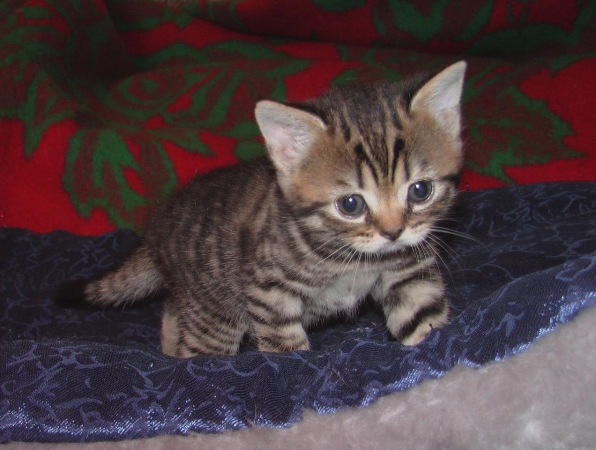 Абиссинский метис