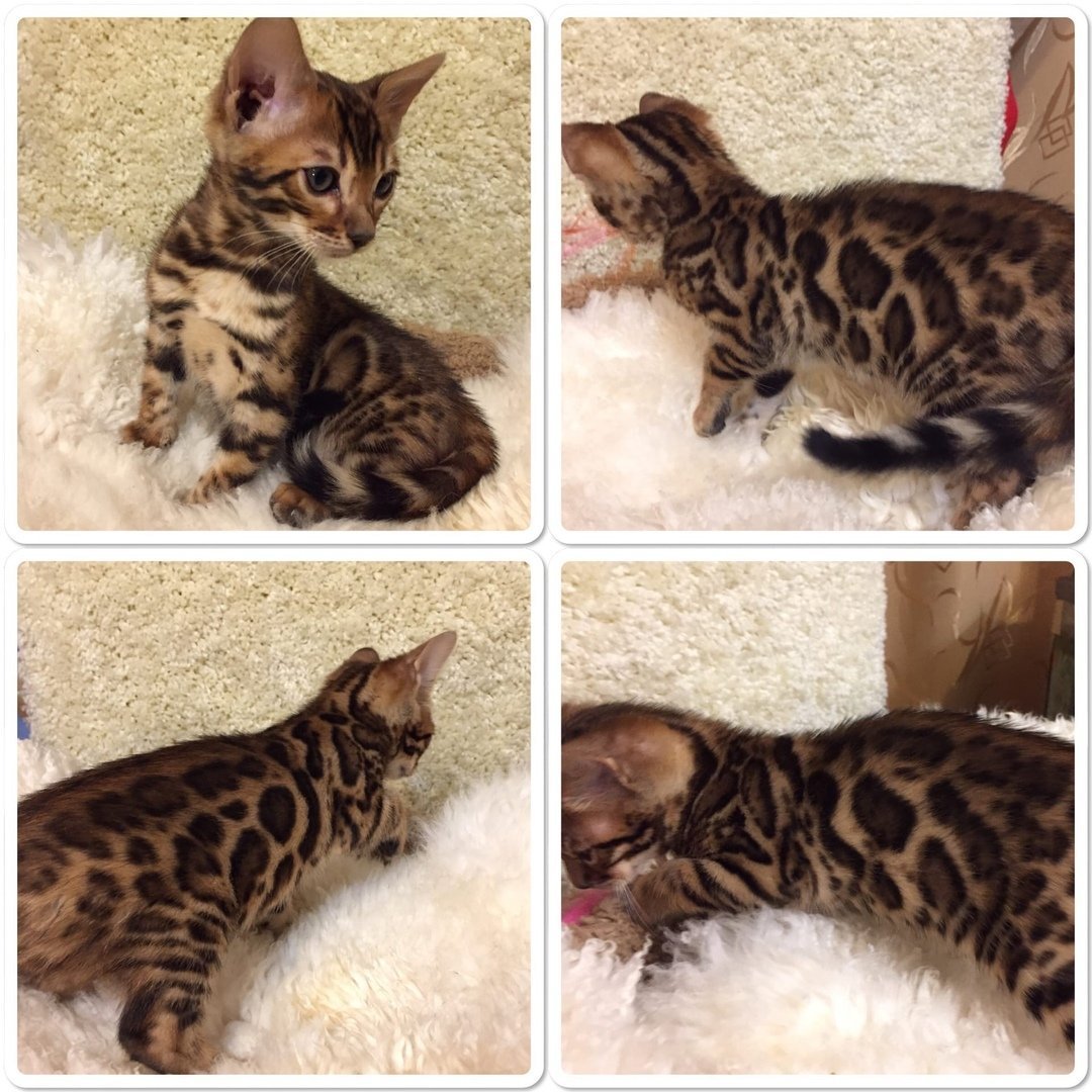 Домашние породистые котята