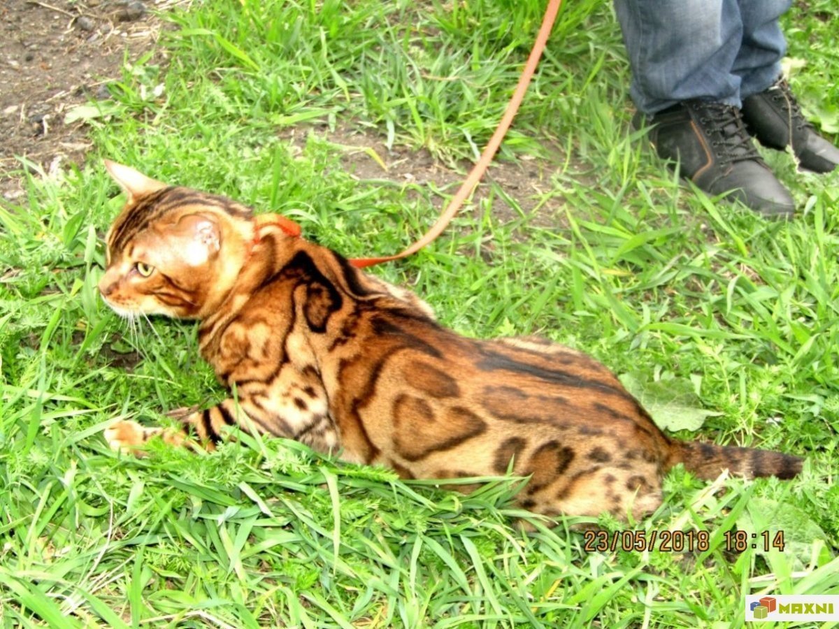 Бенгальский кот помесь