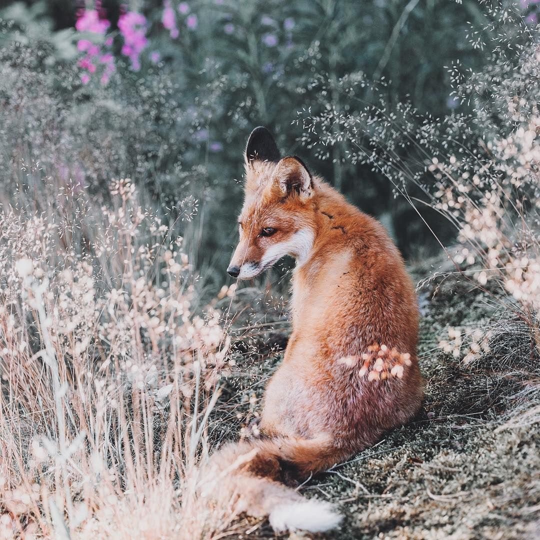 Рокси и Фокси