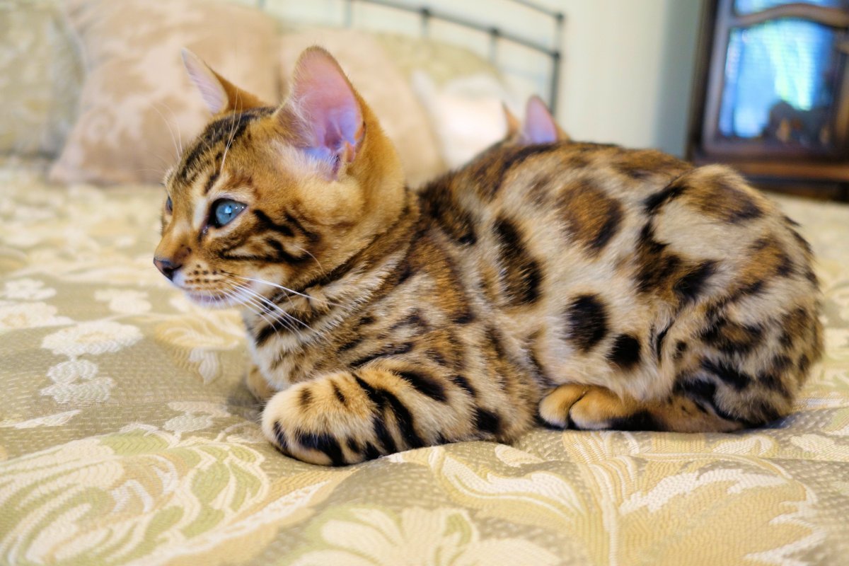 Бенгальская кошка