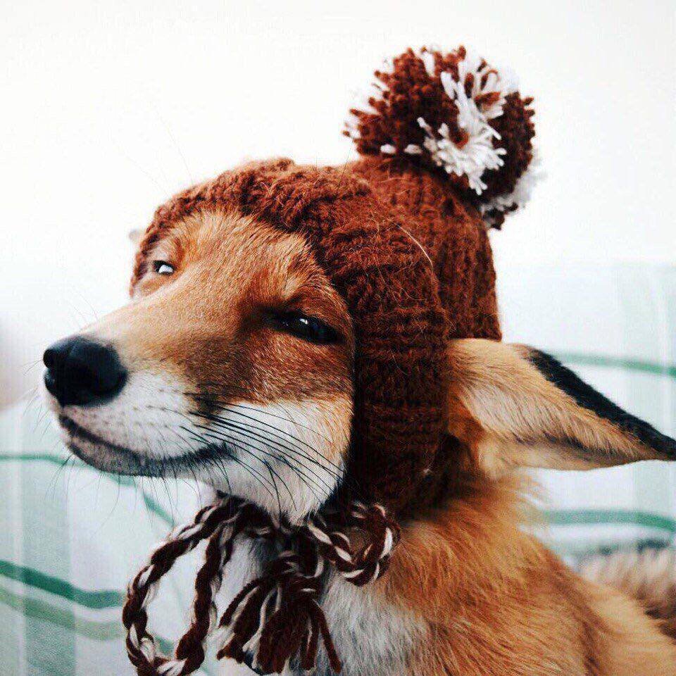 Лиса на пляже