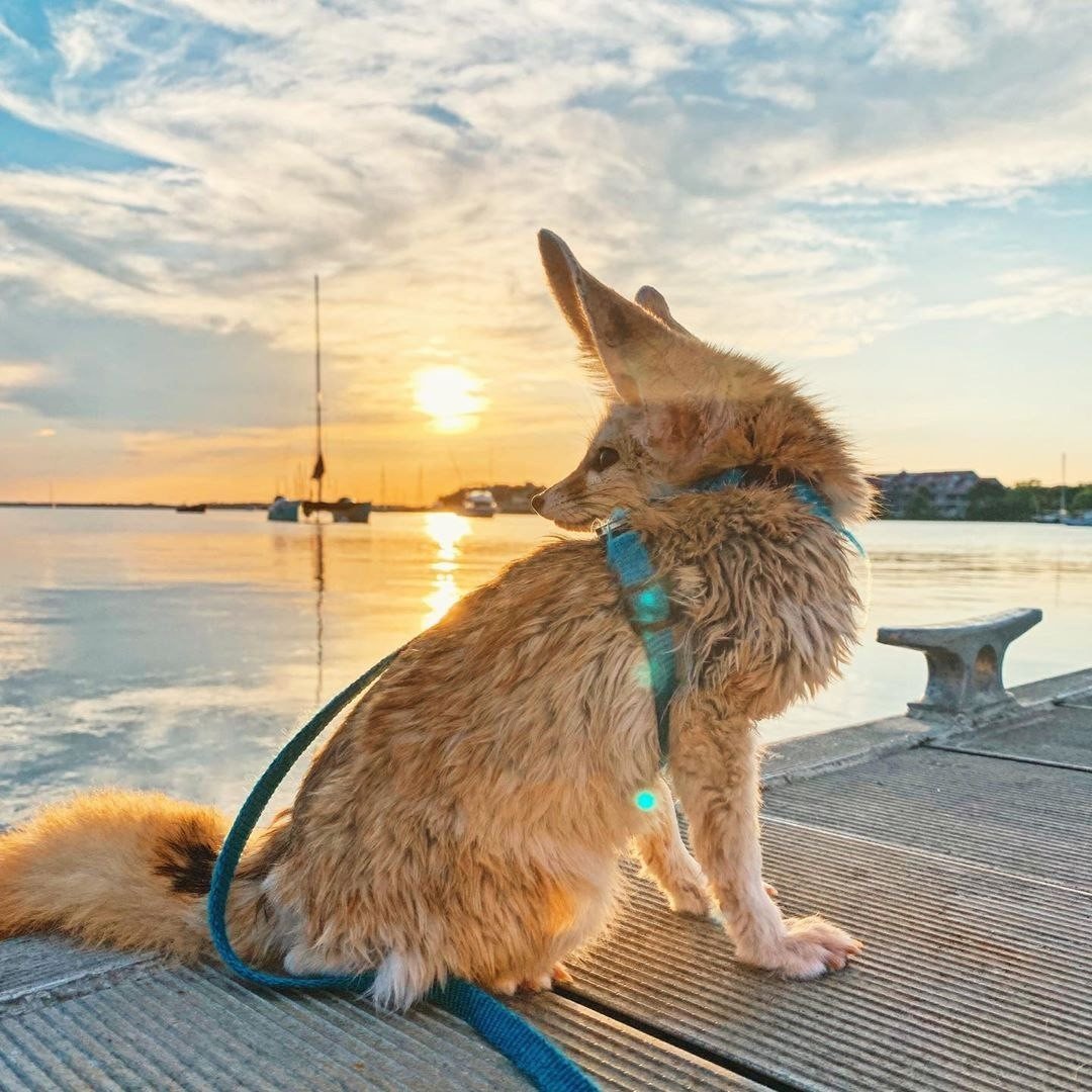 Смешной Лисенок