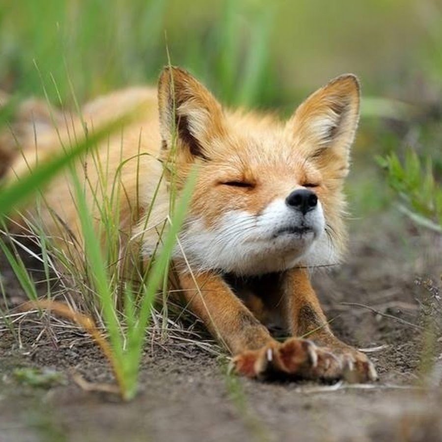 Тату лиса на ноге