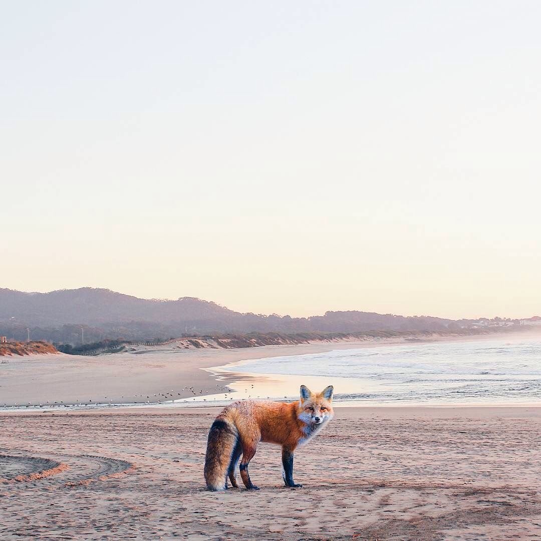 Антро Тануки фурри